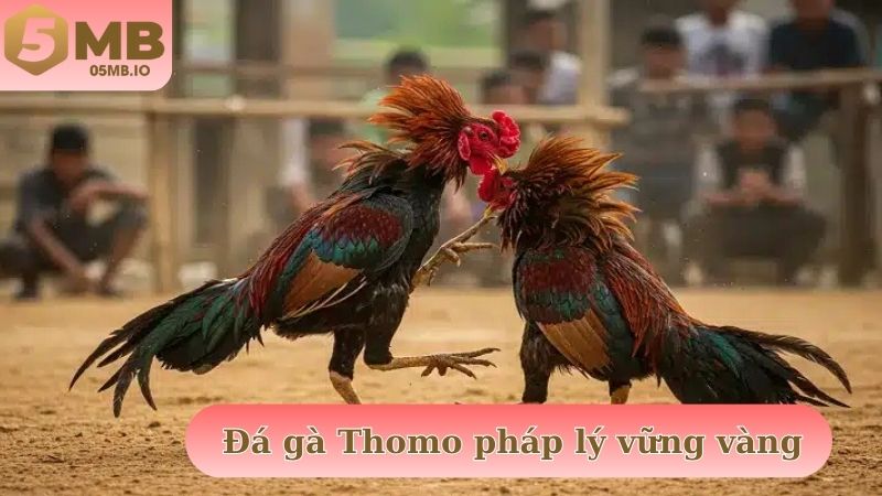 Đá gà Thomo pháp lý vững vàng cập nhật mỗi ngày