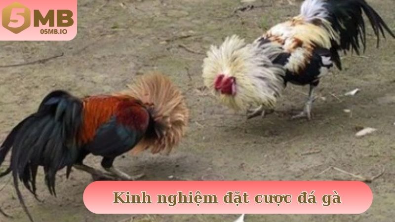 Kinh nghiệm tham gia đặt cược đá gà giúp người chơi giành chiến thắng lớn