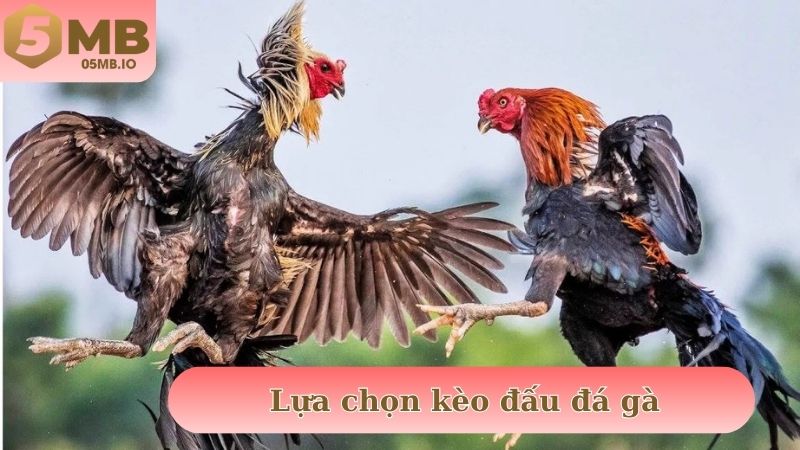 Lựa chọn kèo đấu đá gà được sảnh AOG cung cấp