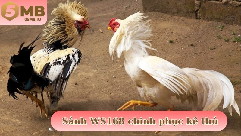 Sảnh WS168 uy tín sẵn sàng chinh phục cộng đồng kê thủ