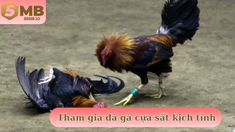 Tham gia đá gà cựa sắt theo dõi trận đấu kịch tính