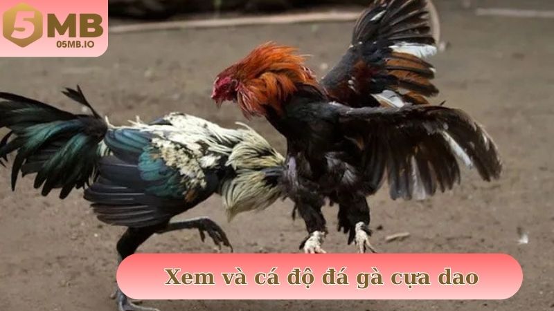 Xem và cá độ trực tiếp cho đá gà cựa dao